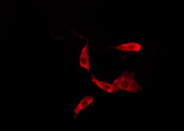 PROKR1 Antibody