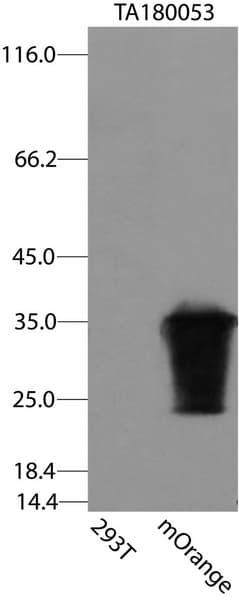 Monoclonal Mouse mOrange Antibody (WB)
