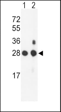 PSMB1 Antibody (aa214-241)