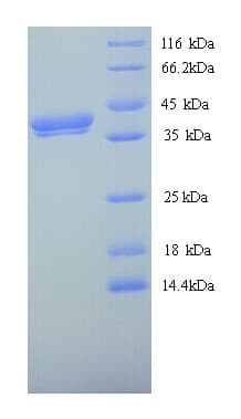 Xenopus laevis wnt8 / Protein Wnt-8 (Recombinant His)