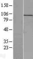 MCM10 Protein (Over-Expression Lysate Myc-DDK (Flag))