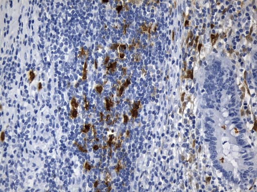 IDO1 / IDO Antibody (clone UMAB251)