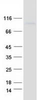 Human IL27RA Protein (Recombinant Myc-DDK (Flag))