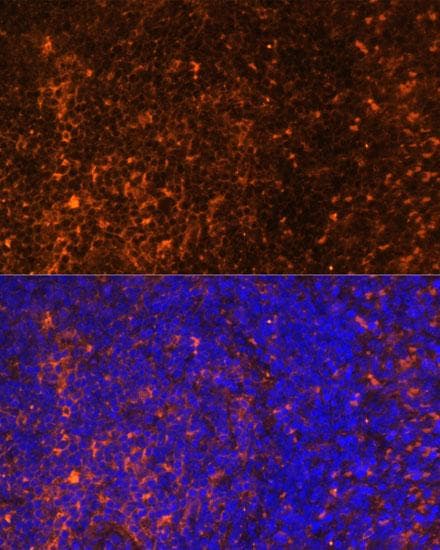 CCL19 / MIP3-Beta Antibody