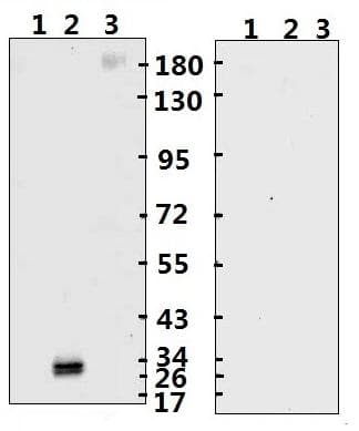 Recombinant Monoclonal Human anti-Coronavirus SARS-CoV-2 Spike Glycoprotein Antibody (ECD/RBD, WB)