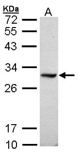 DDAH1 Antibody (aa223-285)