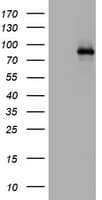 AFAP1 / AFAP Antibody (aa100-386, clone OTI2A3)