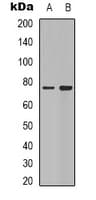 SYN1 / Synapsin 1 Antibody (N-Terminus)
