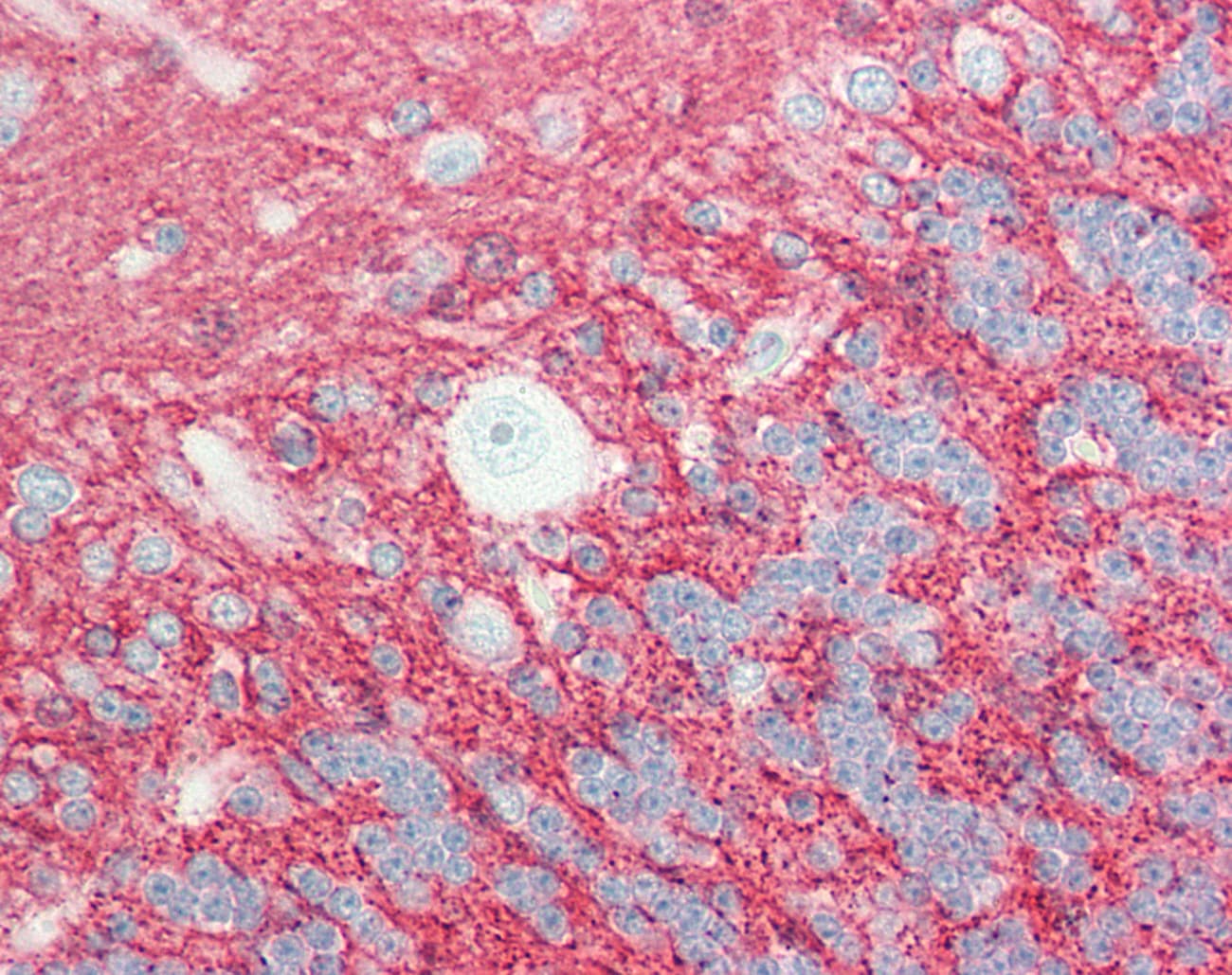 GPM6A / Glycoprotein M6A Antibody (C-Terminus, HRP)
