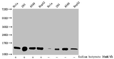 HIST1H2BN Antibody