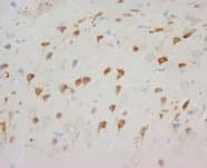 NPY1R Antibody (C-Terminus)