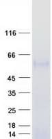 Human BACE2 Protein (Recombinant Myc-DDK (Flag))