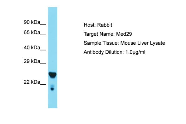 MED29 / IXL Antibody (aa98-147)