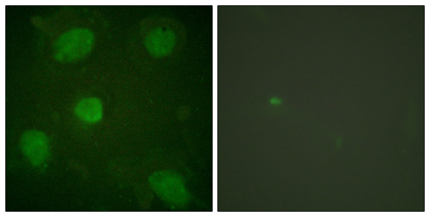 ARA55 / HIC-5 Antibody (aa31-80)