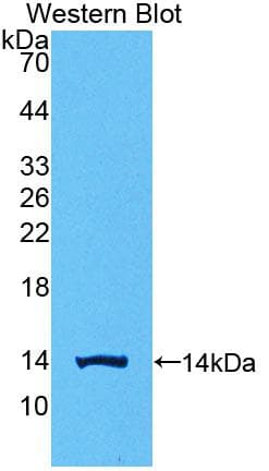 CGB1 Antibody (aa55-153, PE)