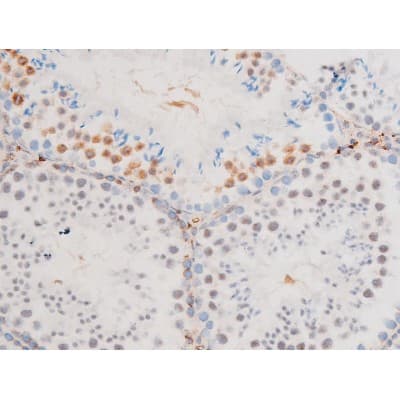 GATA4 Antibody (phospho-Ser105)