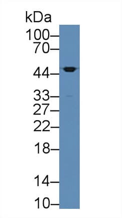 LRG1 / LRG Antibody (aa37-340)