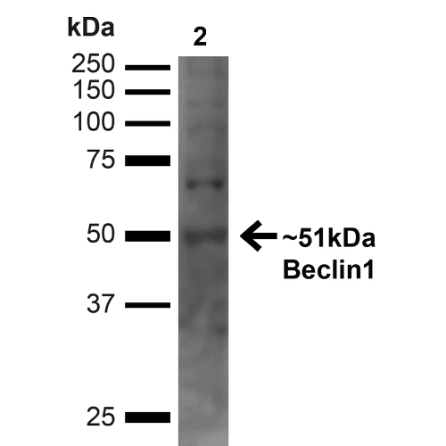 BECN1 / Beclin-1 Antibody (PerCP)