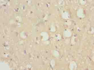 HERC6 Antibody