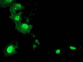 LENG1 Antibody (clone OTI1D4)