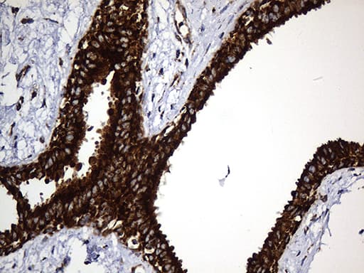 UQCRFS1 Antibody (aa79-274, clone OTI4H8)