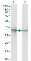 IHC-plus™ PCNA Antibody (clone 1G7)