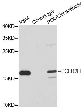 POLR2H / RPB8 Antibody