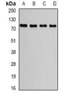 GGA2 Antibody