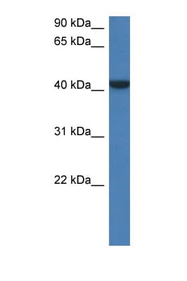 FGGY Antibody (aa128-177)