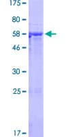 Human PIK3IP1 / HGFL Protein (Recombinant GST)