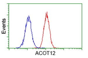 ACOT12 Antibody (clone OTI2F10)