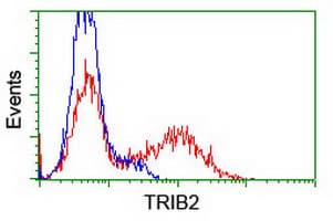 TRIB2 Antibody (clone OTI8D11)