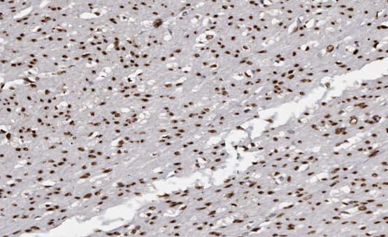 USF2 Antibody