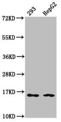 HIST1H3A Antibody