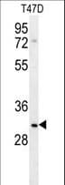 Polyclonal Rabbit anti-Human LRRC52 Antibody (aa267-296, WB)