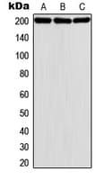 DENN / MADD Antibody (Internal)