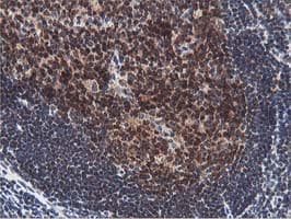 ERI1 / HEXO Antibody (clone OTI1B3)