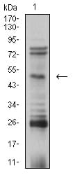 Monoclonal Mouse anti-Human TFAP2B / AP2 Beta Antibody (clone 6F7G1, WB)