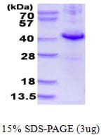 Human DUSP10 / MKP5 Protein (Recombinant His)