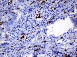 HOXD10 Antibody (aa80-340, clone OTI1D11)
