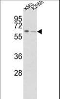 FPGS Antibody (aa304-330)