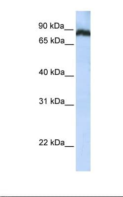 Polyclonal Rabbit anti-Human TAF1C Antibody (N-Terminus, WB)