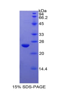 Bovine PPARG / PPAR Gamma Protein (Recombinant His)