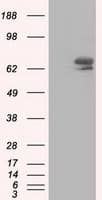 IGF2BP2 Antibody (clone OTI3C8)