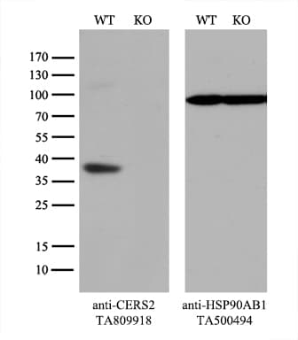 L3 / LASS2 Antibody (aa62-136, clone OTI3D9)