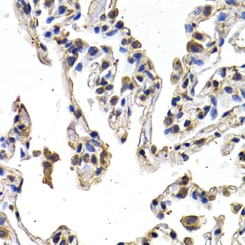 VEGFD Antibody
