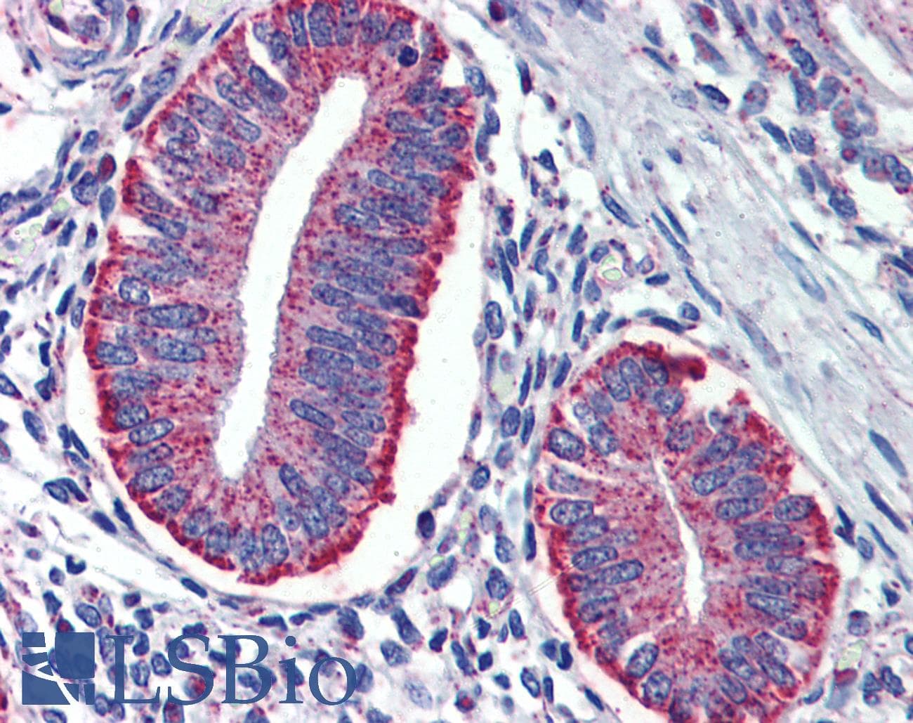 IHC-plus™ DAP12 Antibody
