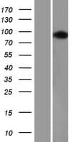 USP16 Protein (Over-Expression Lysate Myc-DDK (Flag))