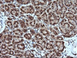 KLK8 / Kallikrein 8 Antibody (clone OTI8F1)