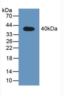 STAT2 Antibody (aa587-838, APC)